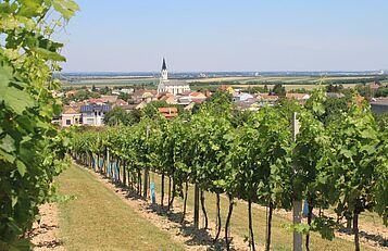Weinviertler Landschaft