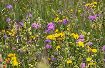 Wildblumen; Pixabay