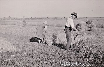 Einbringen von Getreidegarben 1940