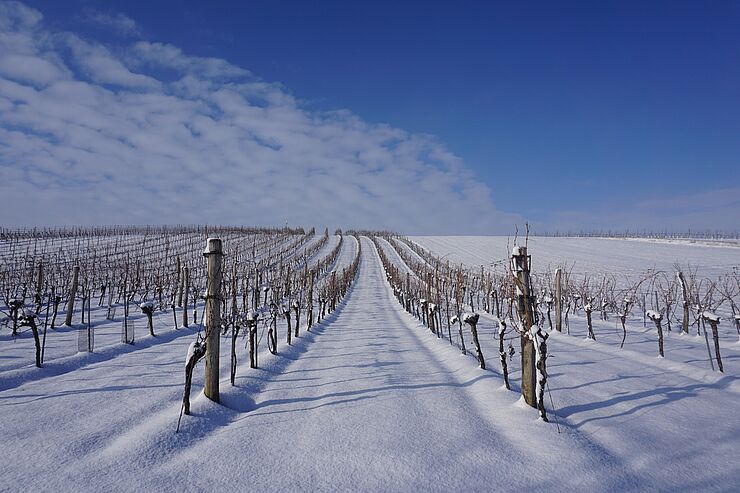 Weingarten im Winter; Christina Dürr