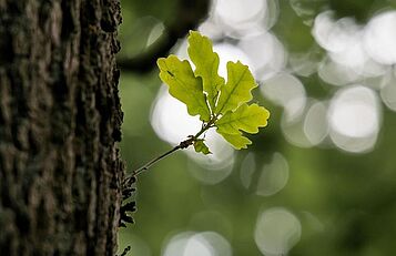 Eichenwald, pixabay